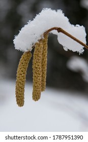 Hazelnut Blooms Even Though Winter Is Still Here.