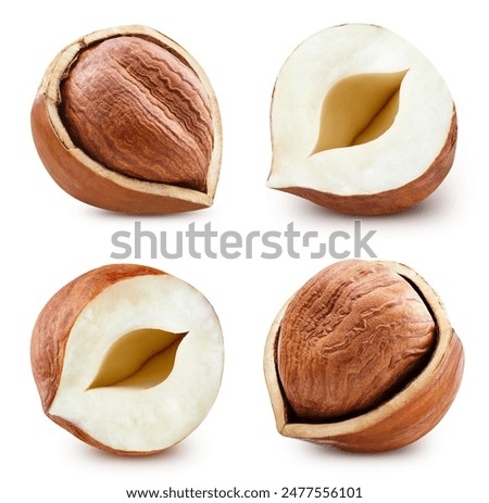 Hazelnut collection. Hazelnut isolate with clipping path. Forest nut