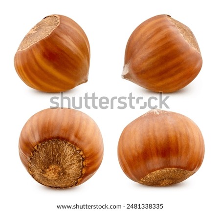 Hazelnut collection. Hazelnut isolate with clipping path. Forest nut