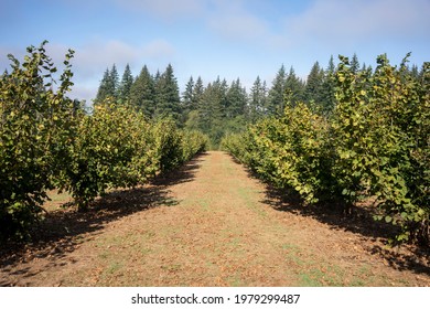 Hazelnut Farm In Oregon, North America, During Harvest Season In Late Summer Through Early Fall.