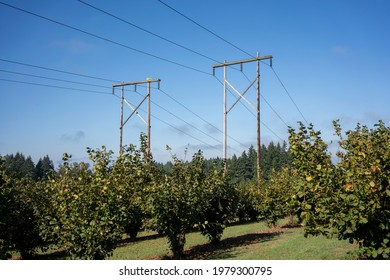 Hazelnut Farm In Oregon, North America, During Harvest Season In Late Summer Through Early Fall.