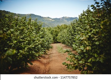 Hazelnut Farm In Piedmont Italy