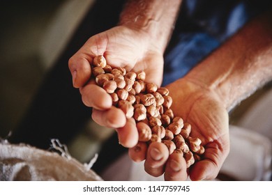 Hazelnut Farm In Piedmont Italy