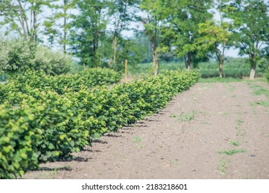 Hazelnut, A Farm For The Production Of Organic Hazelnuts