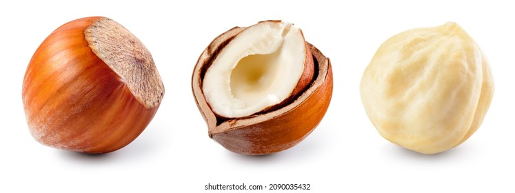 Hazelnut isolated. Hazel set on white background. Hazelnut in broken shell, white nut, whole nut. Collection. Full depth of field.