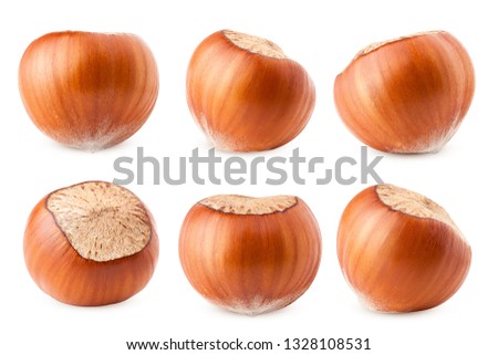 hazelnut isolated on white background, clipping path, full depth of field