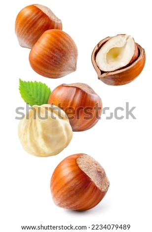 Hazelnut isolated. Hazelnut on white background. Hazelnuts with leaves flying collection. Forest nuts falling. Filbert side view. Full depth of field.