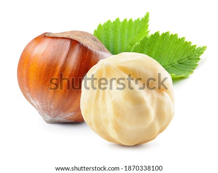 Hazelnut with leaf isolate. Hazelnut peeled and unpeeled with leaves on white. Forest nut. Filbert side view. Full depth of field.