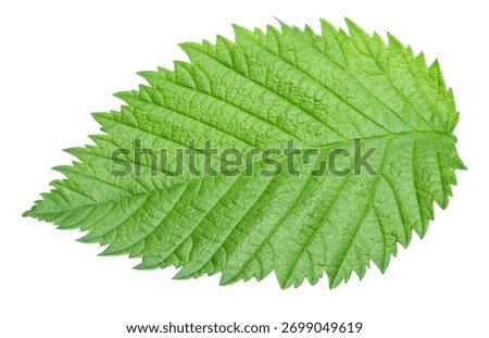 Hazelnut leaf isolated on white background. With clipping path. Hazelnut leaf top view