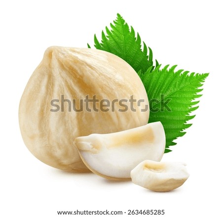 Hazelnut leaf isolated white background. Hazelnut leaves top view Clipping Path. Hazelnut leaves macro studio photo