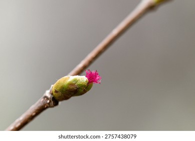 Hazelnut tree blooming in spring, close-up of flowering hazel branches outdoors