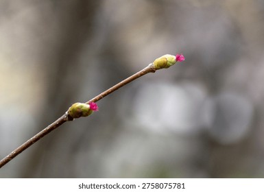 Hazelnut tree blooming in spring, close-up of flowering hazel branches outdoors