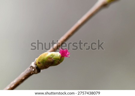 Hazelnut tree blooming in spring, close-up of flowering hazel branches outdoors