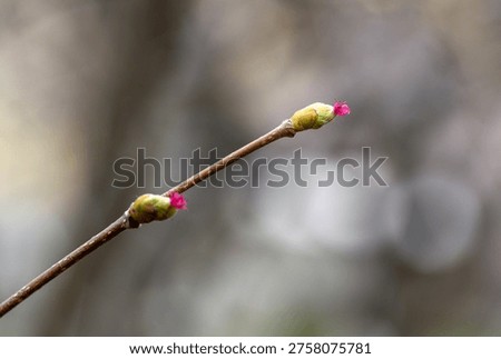 Hazelnut tree blooming in spring, close-up of flowering hazel branches outdoors