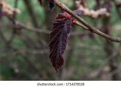 hazelnut tree leaves líska listy Corylus avellana
 - Shutterstock ID 1714378528
