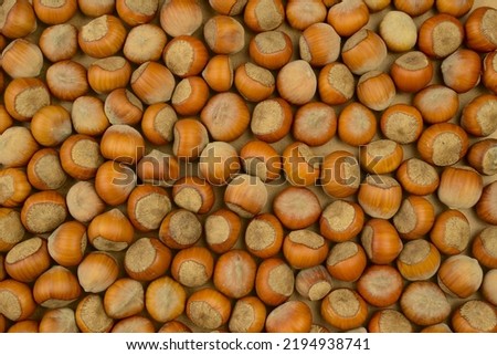 Hazelnuts background. Hazel nuts. Raw fresh organic hazelnut in shell nuts. Healthy food on farmer market