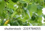 Hazelnuts (Corylus avellana) growing on a tree. Leaves and nuts, spring shot. 