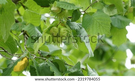Hazelnuts (Corylus avellana) growing on a tree. Leaves and nuts, spring shot. 