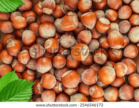 Hazelnuts or filberts nuts in shell close up, top view.
