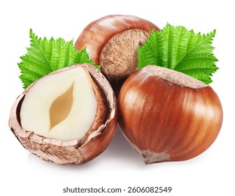 Hazelnuts or filberts, split of hazelnut kernel and green leaves on white background. Clipping path.