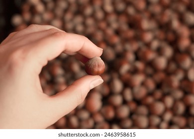 hazelnuts in hand, manual sorting of nuts