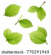 hazelnut leaf