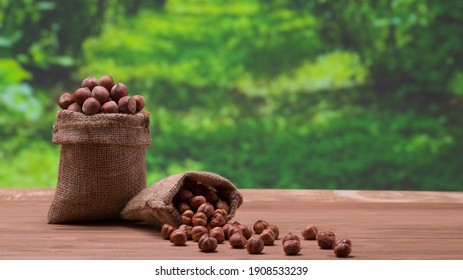 Hazelnuts In Linen Sack Bag, Hazelnut Farm In The Background, Inner Hazelnuts Spilled On The Table