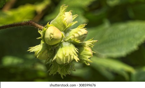 Hazelnuts On A Hazel Tree (Corylus)