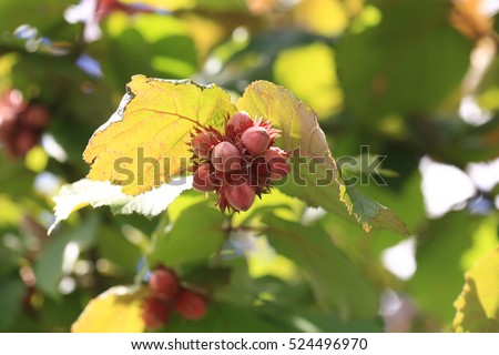 Similar – Image, Stock Photo Blossoms of the hazelnut bush, Corylus avellana
