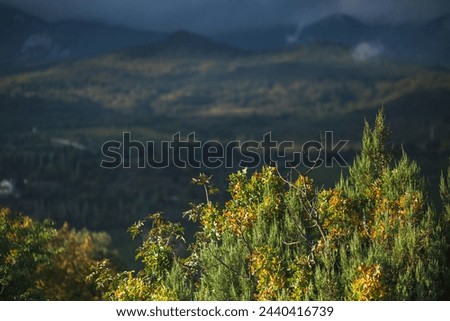 A hazy image capturing a natural landscape with a forest, mountains, and grassland in the background. The sky meets the horizon as terrestrial plants cover the hill