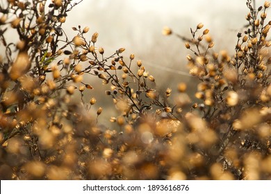 Hazy sunrise and dew. Perfect combination for winter sparkle. Bokeh and natural tones softening the look of winter reminds us every season has its own natural beauty. Tiny ochre translucent flowers.
