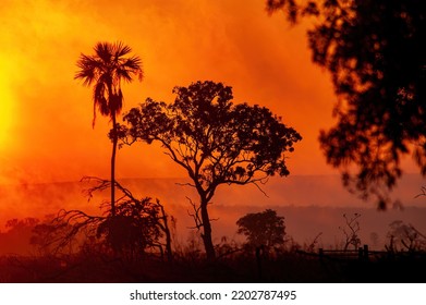 Hazy Sunrise And Trees Silhouetted In An Australian Outback Scene.