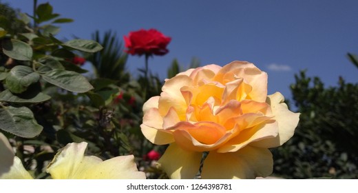 hd rose flower images stock photos vectors shutterstock
