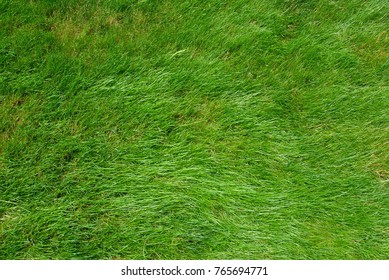 Roblox Grass Texture Image ID