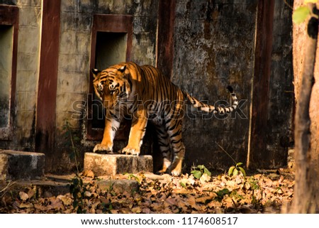Hd Wallpaper Big Tiger Tiger Largest Stock Photo Edit Now