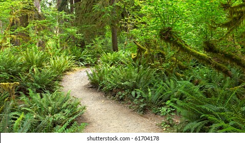 HDR composition of Hoh Rain Forest, in Olympic National Park.