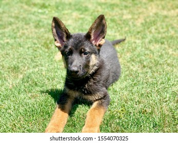 HDR Portrait Shot, German Shepard Puppy