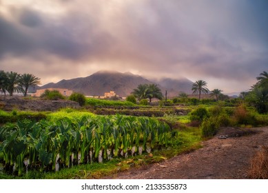 HDR sunrise Landscape of Oman. Rustaq Village at muscat Oman. lovely dramatic cloud over sky and green land.