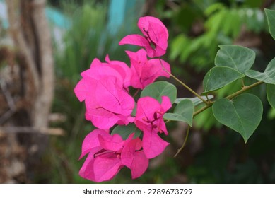 he close-up composition highlights the delicate texture and vivid color of the flowers, making them a striking example of tropical garden beauty