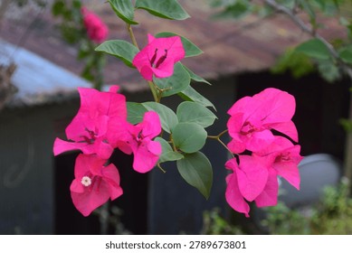 he close-up composition highlights the delicate texture and vivid color of the flowers, making them a striking example of tropical garden beauty