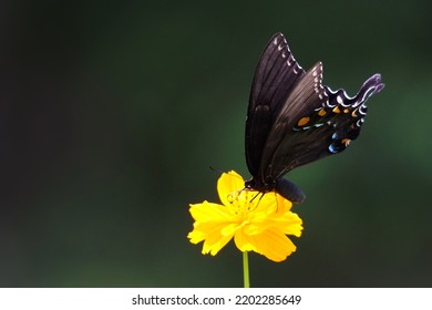 he Eastern Black Swallowtail butterfly is a common visitor to open fields, gardens and farmlands. It features black swings with rows of yellow spots separated by blue scaling. 