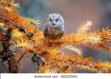 he Eurasian scops owl (Otus scops), also known as the European scops owl or just scops owl, is a small owl. This species is a part of the larger grouping of owls known as typical owls