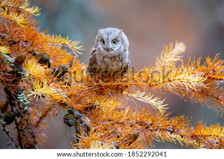he Eurasian scops owl (Otus scops), also known as the European scops owl or just scops owl, is a small owl. This species is a part of the larger grouping of owls known as typical owls