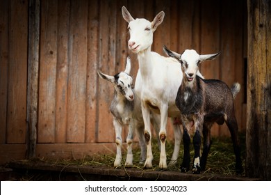 He Hayloft, Nature, Animal, Goat's Rue