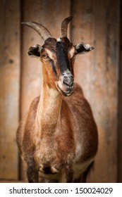 He Hayloft, Nature, Animal, Goat's Rue