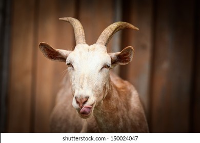 He Hayloft, Nature, Animal, Goat's Rue