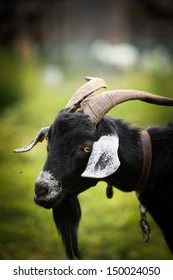 He Hayloft, Nature, Animal, Goat's Rue