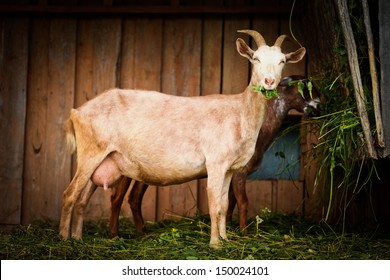 He Hayloft, Nature, Animal, Goat's Rue