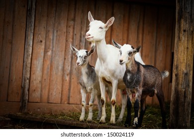 He Hayloft, Nature, Animal, Goat's Rue