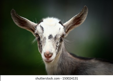 He Hayloft, Nature, Animal, Goat's Rue